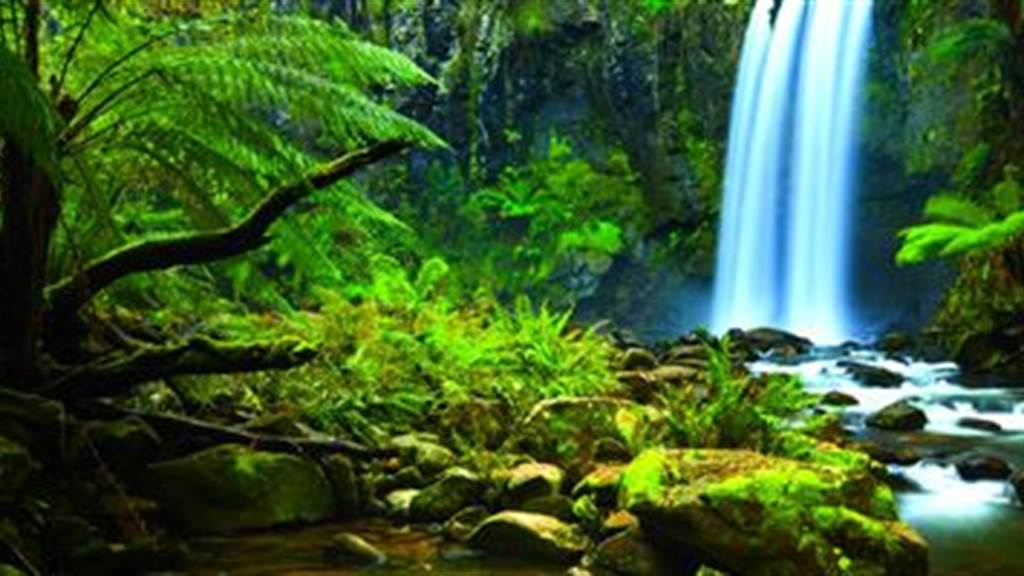 Journey to the Amazon